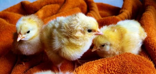 Cute Animals Easter Chicken - 901146176