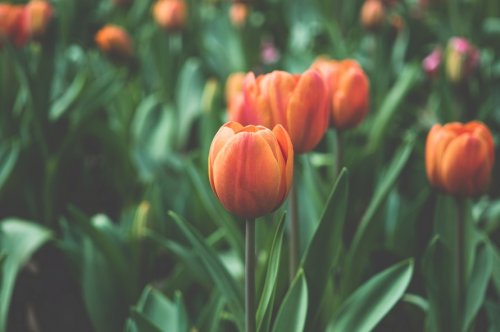Flowers Garden Orange Tulips - 901146161