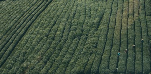 Plantage Tea Harvest Agriculture