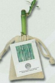Lucky Bamboo Stalk W/ Printed Hand Tag