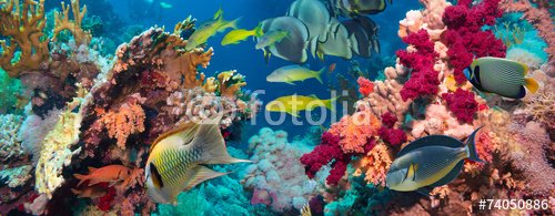 Colorful underwater reef with coral and sponges - 901150624