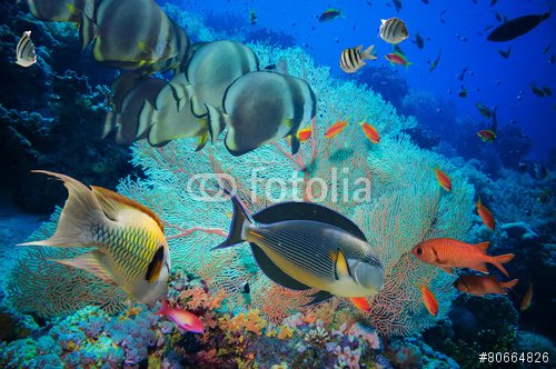 Colorful underwater reef with coral and sponges - 901150626