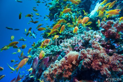 Colorful underwater reef with coral and sponges - 901150627