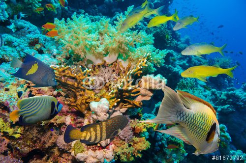 Tropical Fish and Coral Reef - 901150625