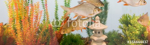 aquarium colourfull fishes, aquarium fish tank - 901150667