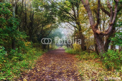 Autumn Forest Trail - 901150634