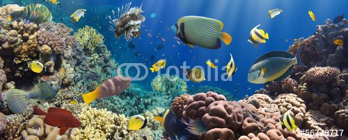 Coral and fish - 901150652