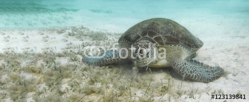 Green sea turtle - 901150666