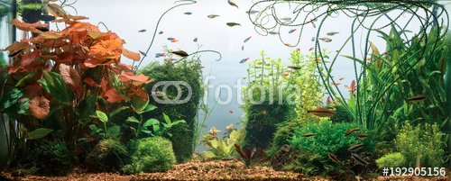 Panoramic view of planted tropical fresh water aquarium with white background - 901150646