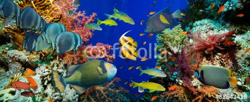 Tropical Anthias fish with net fire corals