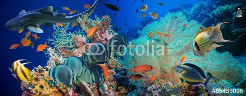Tropical Anthias fish with net fire corals and shark - 901150648