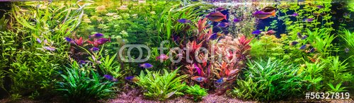 Ttropical freshwater aquarium with fishes - 901150647