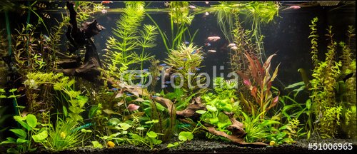 Ttropical freshwater aquarium with fishes - 901150665