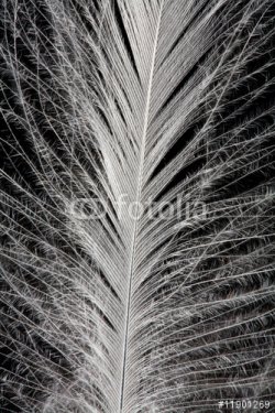 Close-up of white feather on black - 901150755