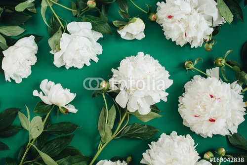Floral pattern made of white peony flowers, green leaves, branches on green background. Flat lay, top view. Floral background. Pattern of flowers.