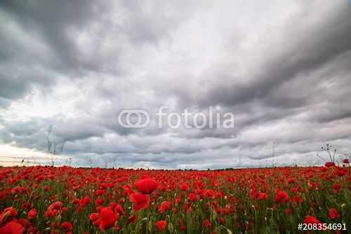 A beautiful field with red poppies flowers at sunset.
