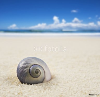 a Beautiful perfectly shaped sea shell on the beach - 900439891