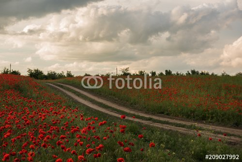 A dirt road among the poppy fields.

