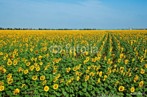 A field of sunflowers on blue sky