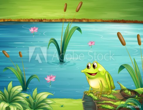 A frog at the riverbank - 901137816