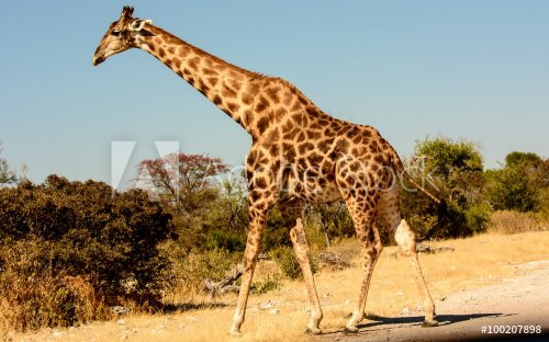a Giraffe crossing the road - 901147541