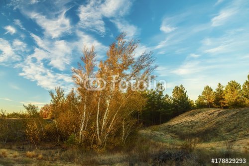 A group of yellow birch trees among a wild sandy area and pine forest. Beautiful nature in autumn.
