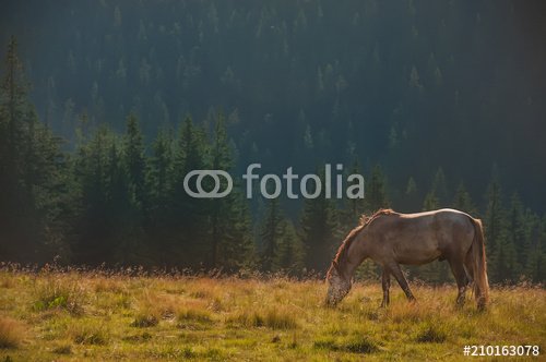 A horse grazing in a clearing in the mountains. In the background a thick fir forest.

