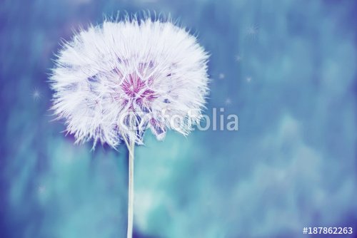 A huge fluffy white dandelion flower ball.  Close-up. soft bright backdrop. Lots of free space. soft focus.
