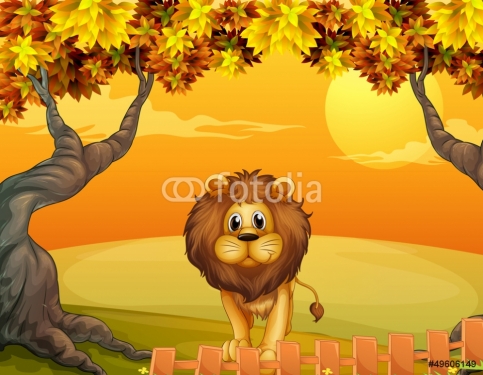 A lion near the wooden fence - 901137813