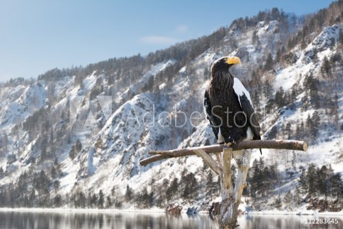 A majestic eagle sitting on a perch