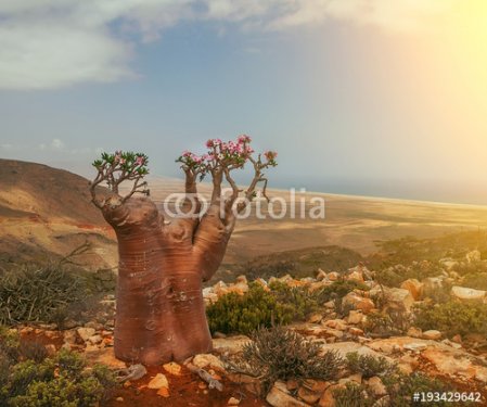 A rare endemic plant is a bottle tree with delicate pink flowers on the slope of a stony hill.
