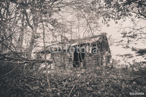 abandoned cabin in overgrown woods.  conceptual style - 901145056