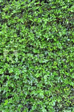 Abstract Background Texture Of A Lush Green Hedge
