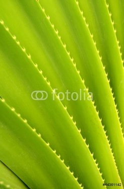 Abstract Background Texture Of Tropical Plant - 900730351