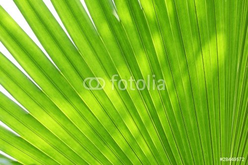 Abstract green leaves background - 901138080