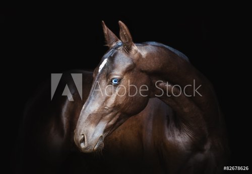 Akhal-Teke horse - 901144338