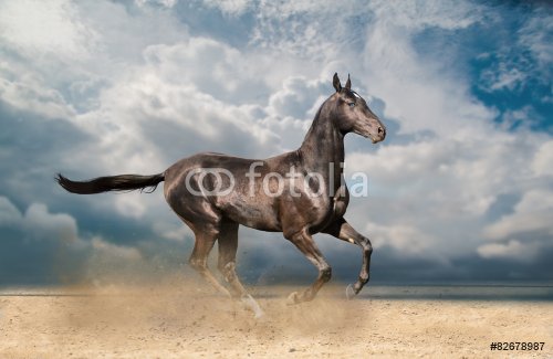 Akhal-Teke horse - 901144339