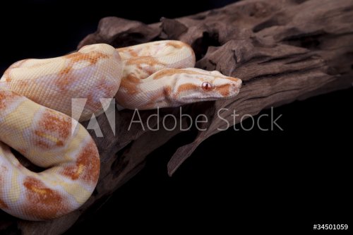 Albino Boa constrictor on a piece of wood - 900439843