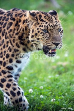 Amur Leopard - 901139365