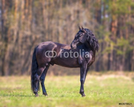 Andalusian horse - 901144340