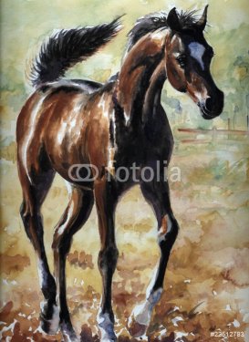 Arabian foal watercolor painted. - 900458866
