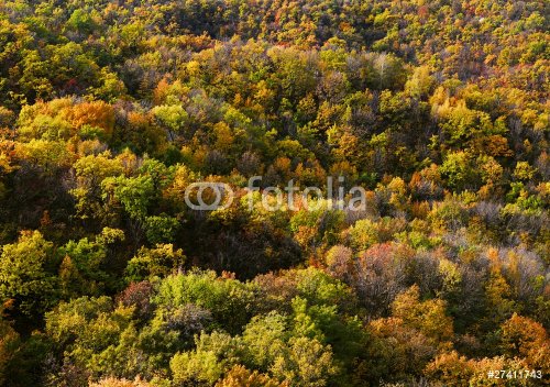 autumn forest - 900636337