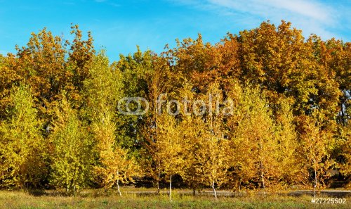 autumn forest - 900636338