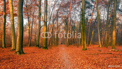 Autumn forest - 901139714