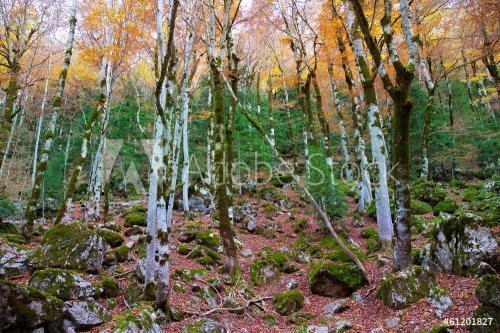 Autumn forest in Pyrenees Valle de Ordesa Huesca Spain - 901141309
