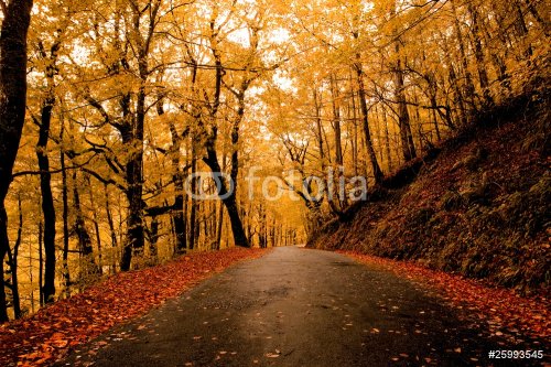 Autumn landscape - 901139843