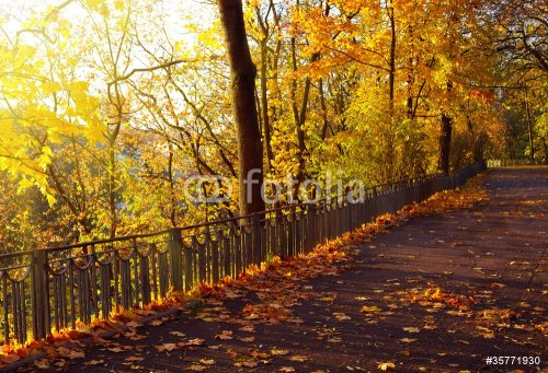 Autumn park - 901145348