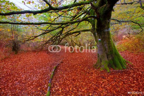 Autumn Selva de Irati beech jungle in Navarra Pyrenees Spain - 901141314