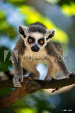 Baby Ring Tailed Lemur - 901139357