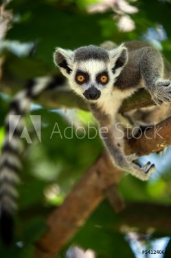 Baby Ring Tailed Lemur - 901139372